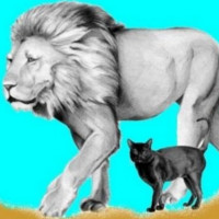 cuento gata y la leona